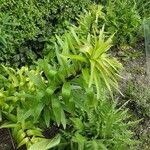 Lilium lancifolium Hábitos