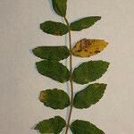 Rhus coriaria Otro