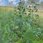 Iva annua Fuelha