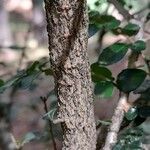 Azara microphylla Bark