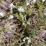 Cryptantha clevelandii പുഷ്പം