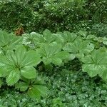 Rodgersia aesculifolia Foglia