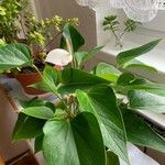 Anthurium nymphaeifolium Květ