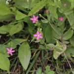 Centaurium pulchellum 花