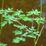 Thalictrum aquilegiifolium Leaf
