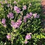 Silene colorata Habitus