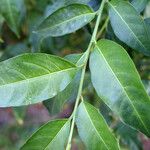 Cestrum parqui Leaf