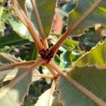 Banksia robur अन्य