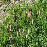 Equisetum arvense Deilen
