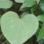 Ipomoea obscura Leaf