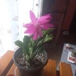 Schlumbergera truncata Flor