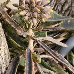 Kalanchoe serrata Habitus