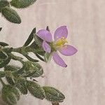 Spergularia rubra Flower