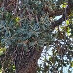 Quercus arizonica Leaf