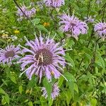 Monarda fistulosaFlower