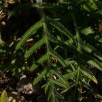 Papaver bracteatum Leaf