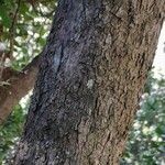 Myrceugenia exsucca Corteza