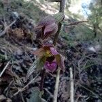 Epipactis kleinii Flor