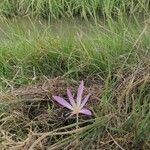 Colchicum lusitanum 花