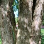 Cercidiphyllum japonicum Bark