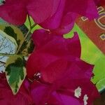 Bougainvillea spp. Blad