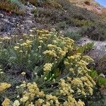 Helichrysum italicum Blomst