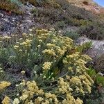 Helichrysum italicum Цвят