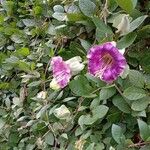 Cobaea scandens Habitus