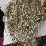 Retama monosperma Flower