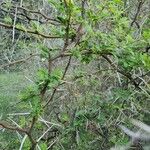 Vachellia seyal Folha