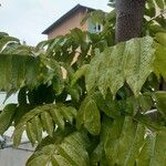 Castanospermum australe Frunză