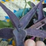 Tradescantia pallida List