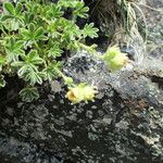 Potentilla nivalis Levél