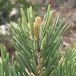 Pinus edulis Outro