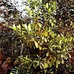 Ochrosia sevenetii Alkat (teljes növény)