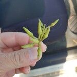 Eucalyptus tereticornis Fruit