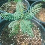 Jacaranda mimosifolia Fuelha