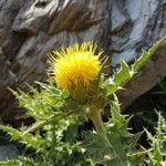 Carthamus arborescens Flower