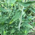 Pycnanthemum verticillatum Leaf