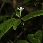 Psychotria nekouana Fleur