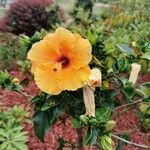 Hibiscus rosa-sinensisFlor