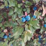 Vaccinium uliginosum Fruit