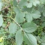 Sambucus nigra Blatt