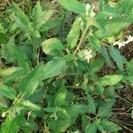 Solanum chenopodioides Blatt