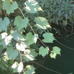 Vitis rupestris 叶