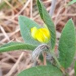 Eriosema tacuaremboense Flor