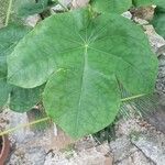 Jatropha podagrica Leaf