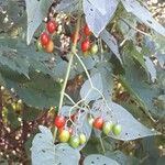 Solanum dulcamara Gyümölcs