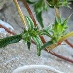 Galeopsis angustifolia Leaf