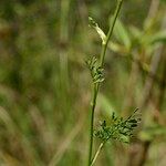 Seseli peucedanoides Otro